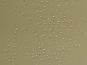 Gel Coat Fish Eyes